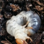 larva1
